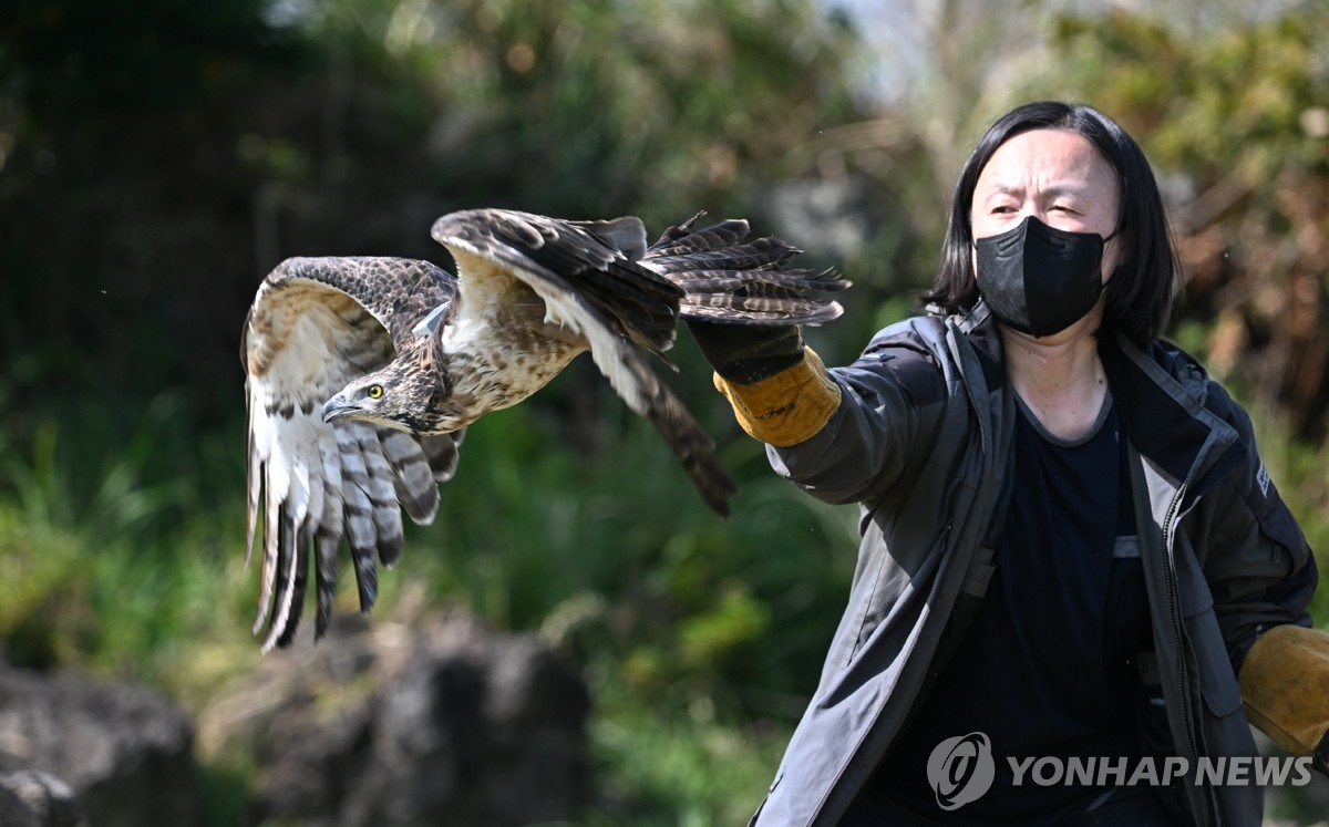 [사진톡톡] 탈진한 채 발견된 벌매, 치료 후 자연 품으로