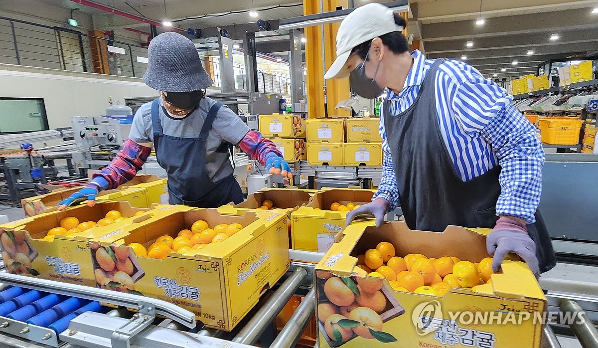 [고침] 지방(제주 감귤, 러시아 수출 늘어난다…전년 대비…)