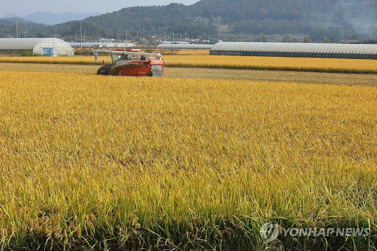 산지쌀값, 한 가마에 21만원대…농식품부 "쌀수급 안정적"