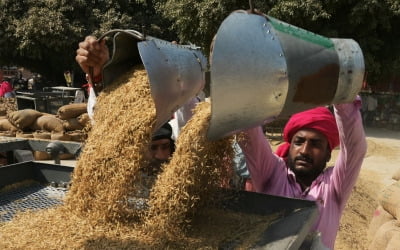 글로벌 쌀 가격 '빨간 불'…"엘니뇨, 물 공급 중요한 작물 치명타"