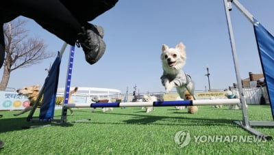 반려동물 외이염·아토피 진료 때 10% 부가세 면제