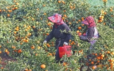'고령화' 제주 농촌에 감귤 수확 일손 1만5천명 투입