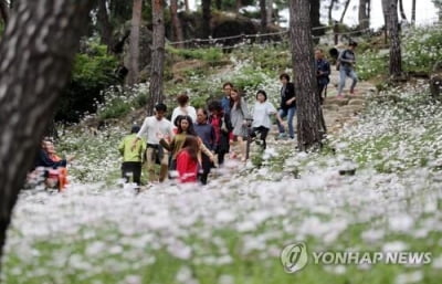 정읍 구절초 꽃축제 개막…"12일 만개할 듯"