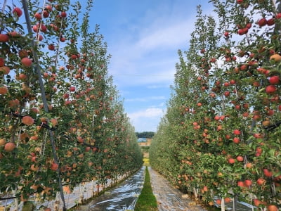 벽면형 사과나무로 노동력 줄이고 수확량 늘린다