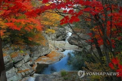 '오메, 단풍드네'…30% 물든 지리산, 이달 말께 절정