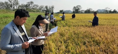 당진시, 누룽지향 특화쌀 개발 중…2년 후 최종 선발