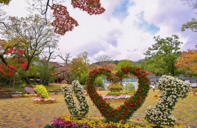 삼척 해변서 27일부터 국화 전시회…총 6천500점