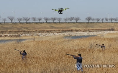 국내서 5년간 '버드스트라이크' 500건 발생…회항 사례도 6건