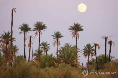 [특파원 시선] LA의 상징이었는데…이젠 제거대상으로 내몰린 야자수