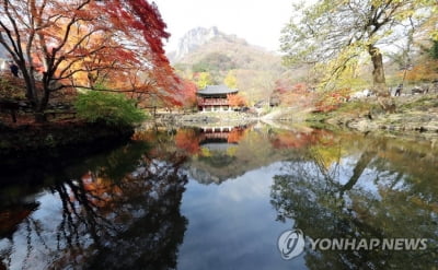 장성 백암산 '애기단풍' 이번 주말 절정