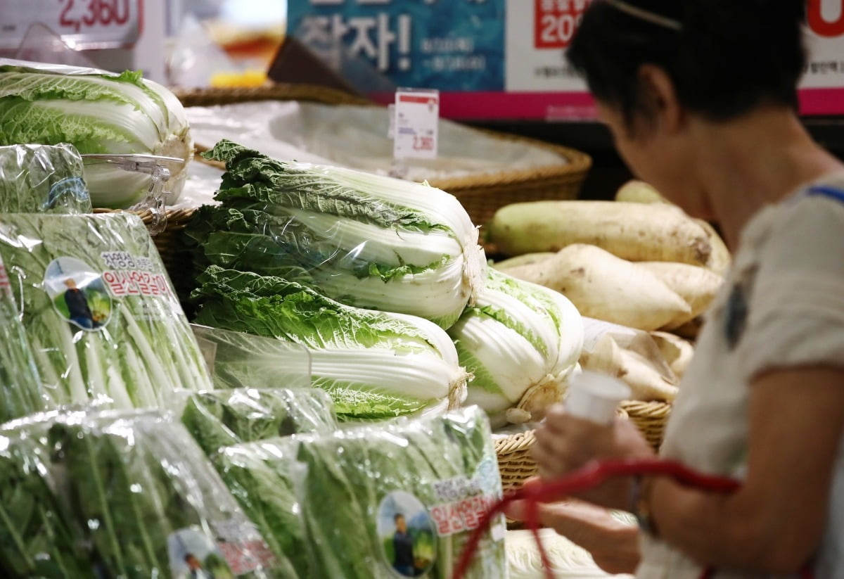 서울 시내의 한 대형마트에 배추가 진열돼 있다. 사진=뉴스1