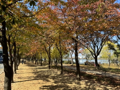 형형색색 단풍 도시에서도 본다