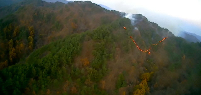 사진 제공 = 산림청 