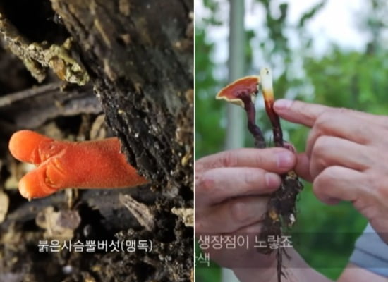 붉은사슴뿔버섯(왼쪽), 영지버섯(오른쪽). /사진=유튜브 채널 'EBS 컬렉션 - 사이언스' 캡처