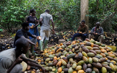 코트디부아르 등 생산량 급감…코코아 가격 45년 만에 최고치
