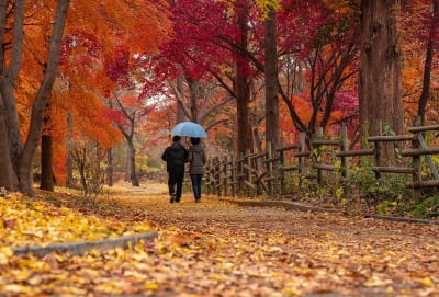 서리 맞은 단풍잎이 봄꽃보다 붉구나 [고두현의 아침 시편]