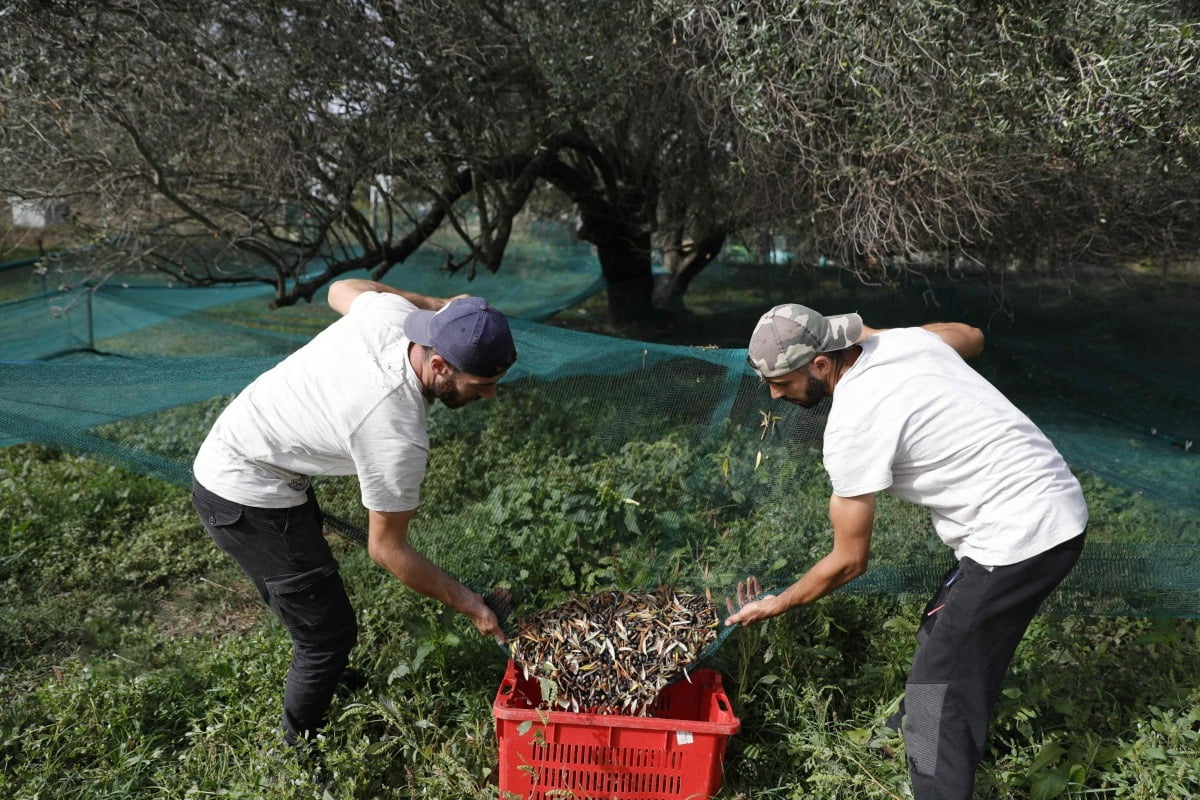 지난달 23일 프랑스 코르시카섬 솔라카로 인근 올리브 과수원에서 농부 두 명이 올리브 열매를 수확하고 있다.  /AFP

