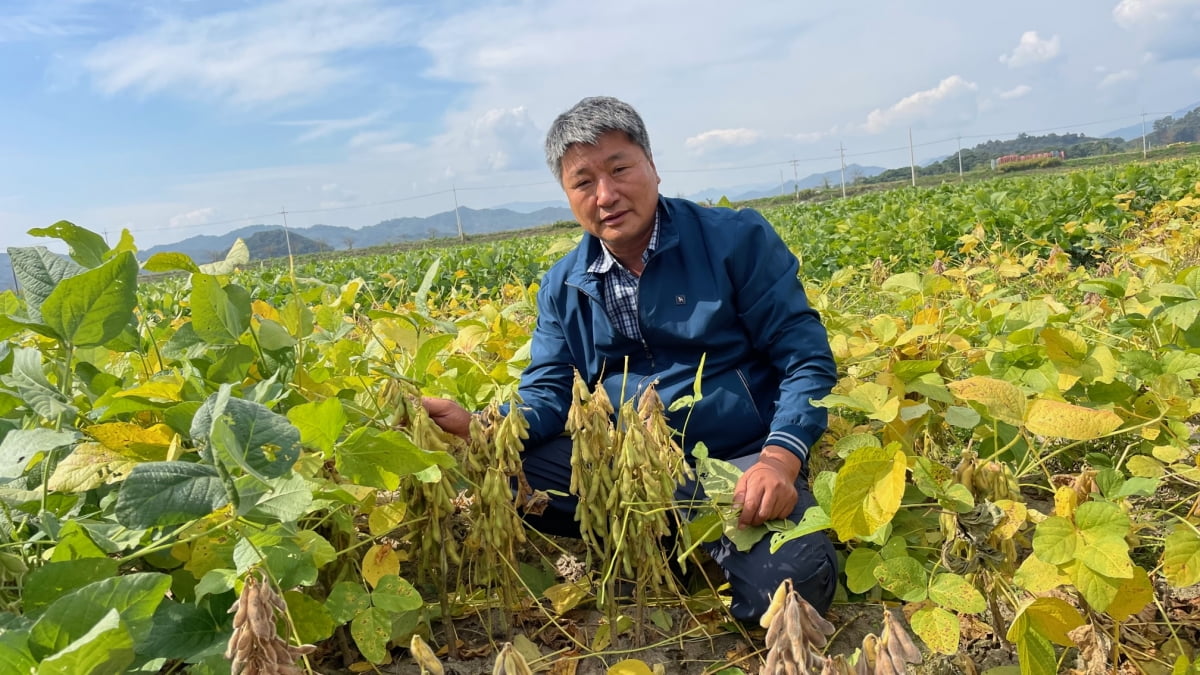 110ha의 논을 밭으로 바꿔 현재 남아도는 벼 대신 자급률 23%에 불과한 콩을 심은 경북 농업대전환의 현장 문경시 영순면 들녘에서 홍의식 늘봄영농조합 대표가 올해 첫 수확한 콩을 들어보이고 있다. 한경DB