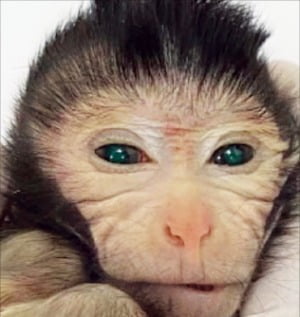 중국에서 탄생한 키메라 원숭이.  /셀 프레스 제공 