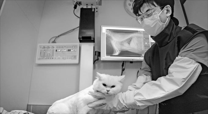 SK텔레콤의 의료 인공지능(AI) 서비스 ‘엑스칼리버’의 진단 범위가 고양이로 확대됐다. 한 수의사가 엑스칼리버를 활용해 고양이의 상태를 확인하고 있다.  SK텔레콤 제공 