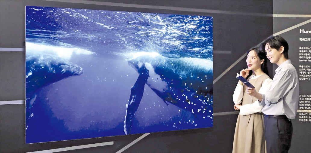 [포토] 삼성 QLED TV로 보는 고래 전시회 