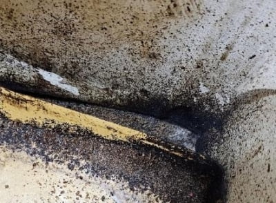 “혹시 우리집에도?”...서울 습격한 '빈대'