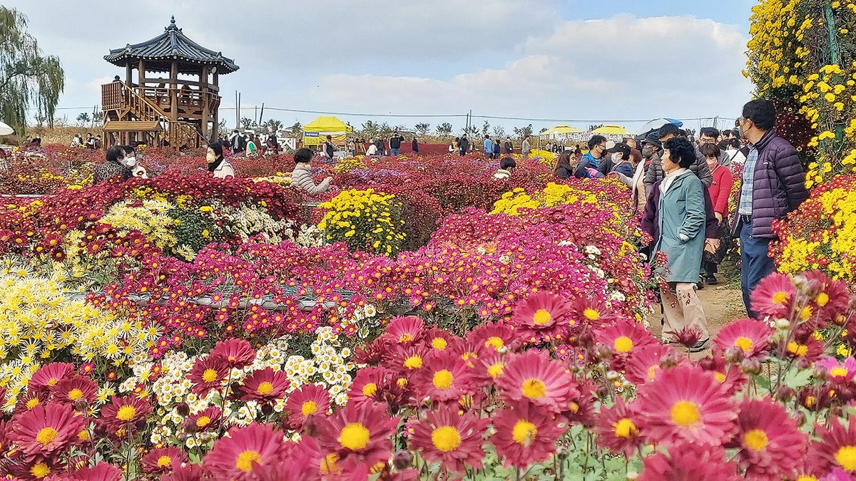 "국화정원으로 오세요"…3∼12일 서산 고북서 축제