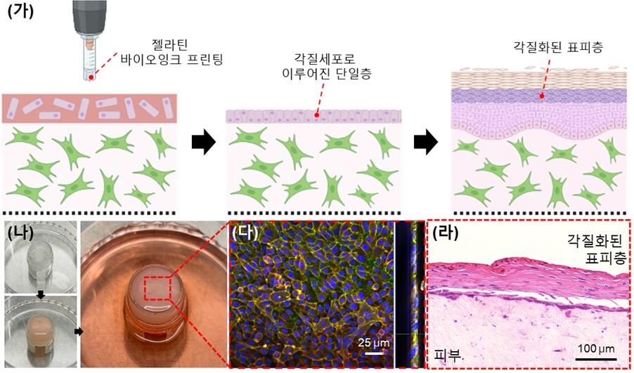 부산대 연구진, 3D 바이오프린터로 인공피부 제조 기술개발