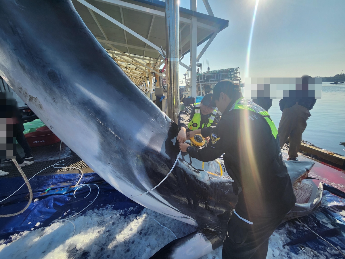 포항 바다서 그물에 걸려 죽은 밍크고래 발견…9천여만원에 거래