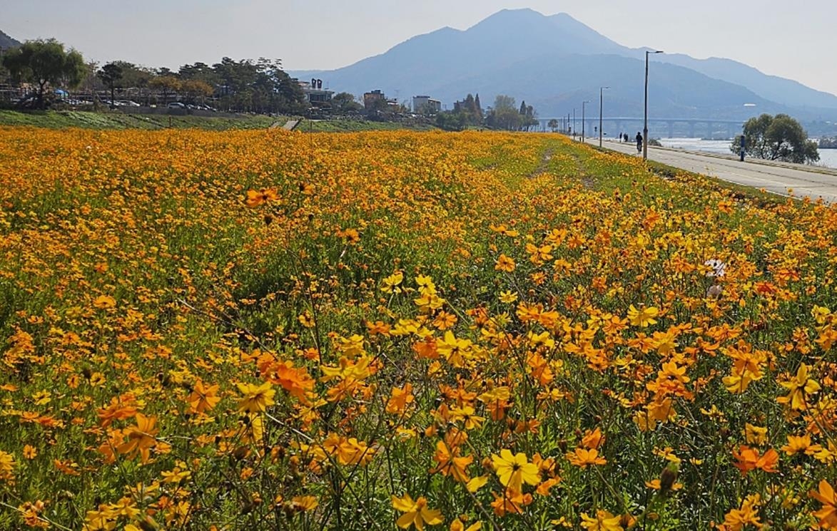 남양주 한강공원 3만㎡에 황금빛 코스모스 물결