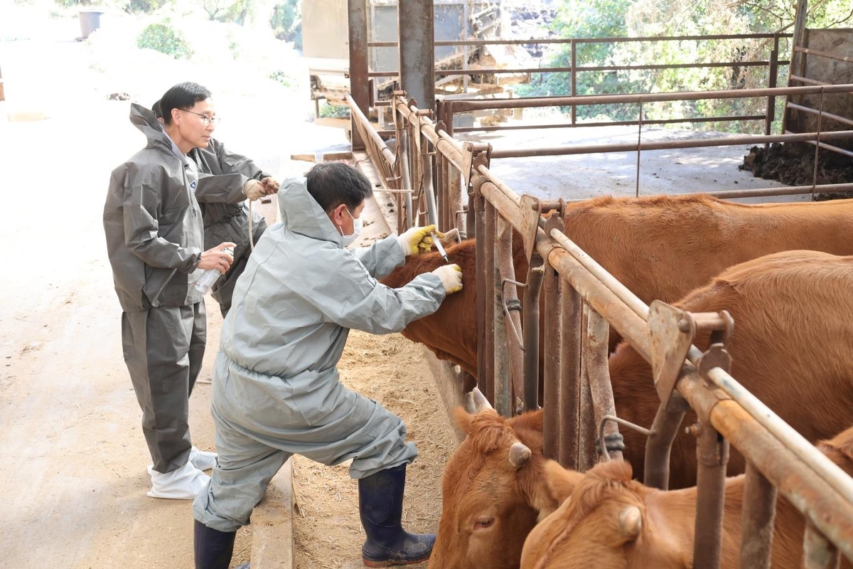 경남 럼피스킨병 백신 접종률 29%…8일까지 36만마리 모두 접종