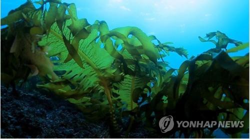 김치 넘어선 '케이푸드'…"세계인 입맛 사로잡았다"