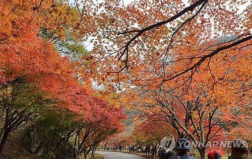 [픽! 정읍] 울긋불긋 내장산 단풍 절정