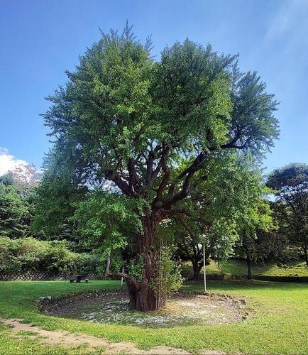 [픽! 구리] 단풍 만개한 1천200살 추정 은행나무