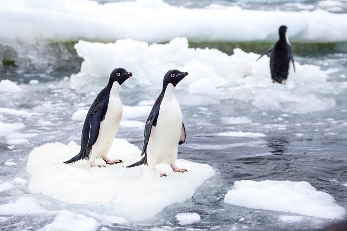 [사이테크+] 남극 아델리펭귄도 온난화에 위협…"털갈이 지역 바다얼음 감소"