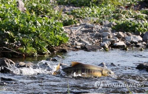 "수입 의존 연어 국내산으로 대체"…포항 연어양식클러스터 착공