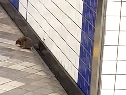 [OK!제보] 서울 지하철에 처음 나타난 쥐…시민은 '깜짝'