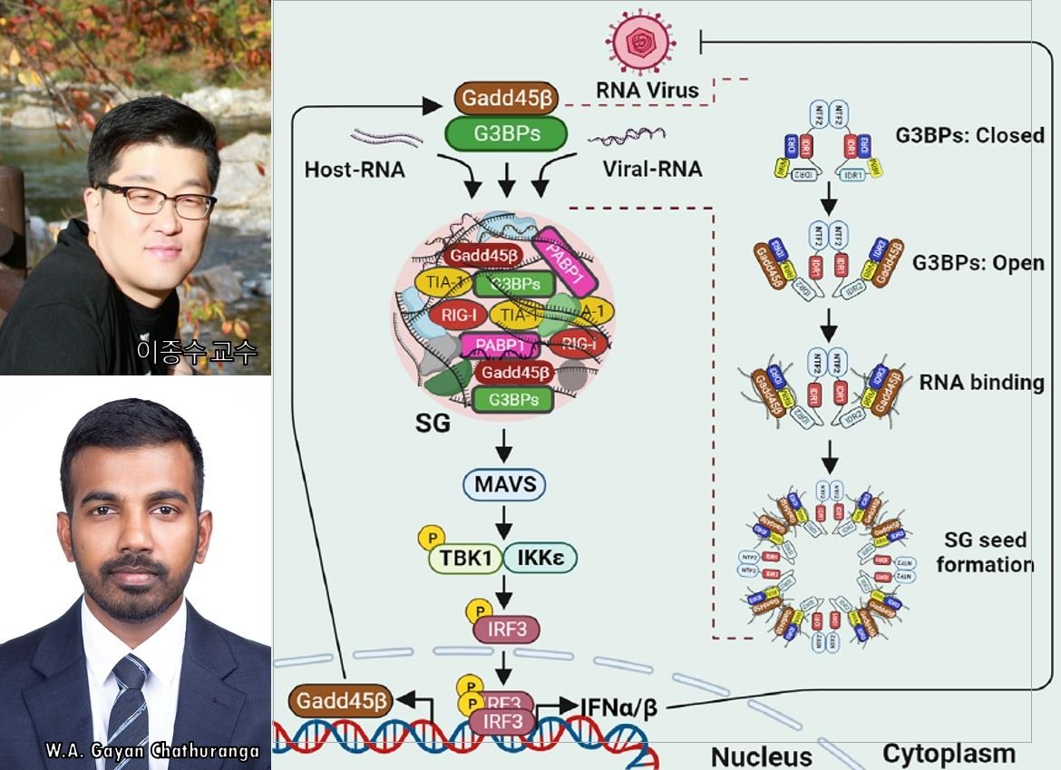 충남대 이종수 교수팀, 'Gadd45ß' 단백질 새 분자적 기전 규명