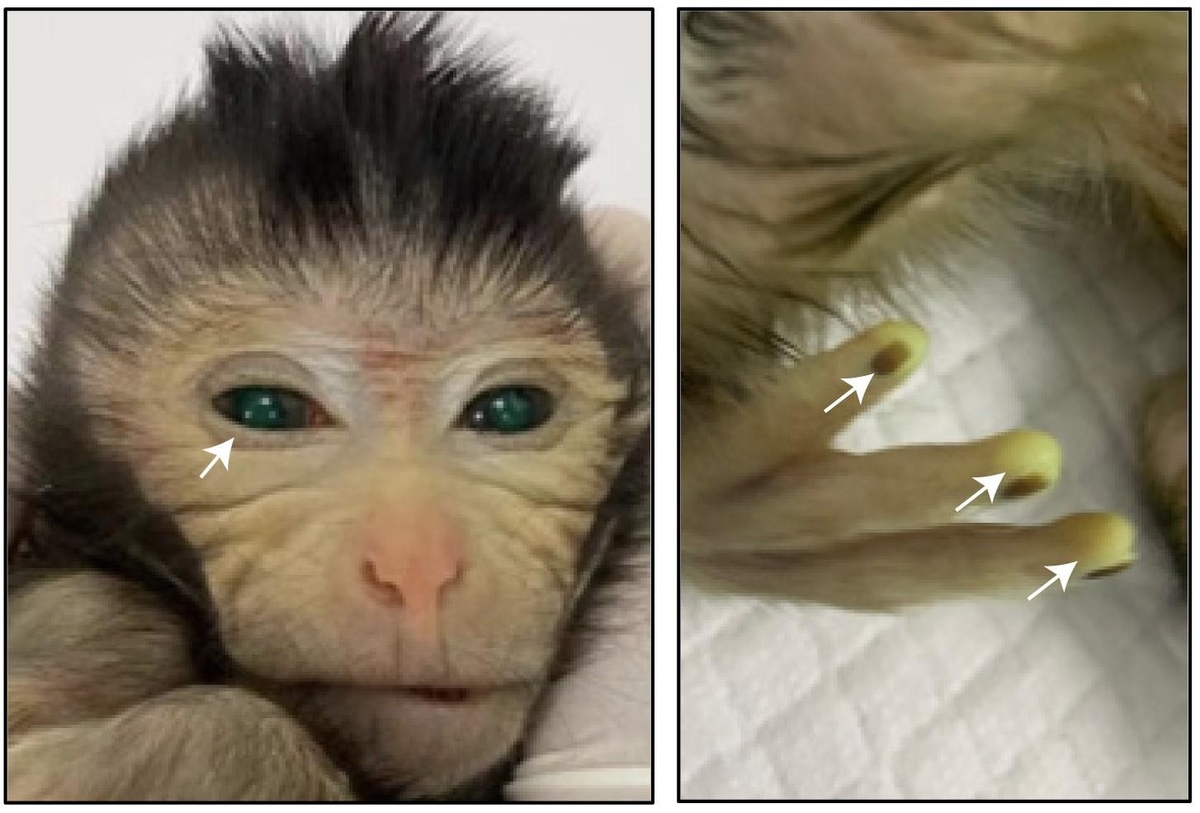 [사이테크+] 원숭이 2마리 세포 섞여 있는 '키메라 원숭이' 첫 탄생