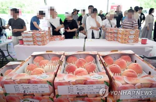 "조치원복숭아축제 경제효과 13억원…판매물량 더 확보해야"