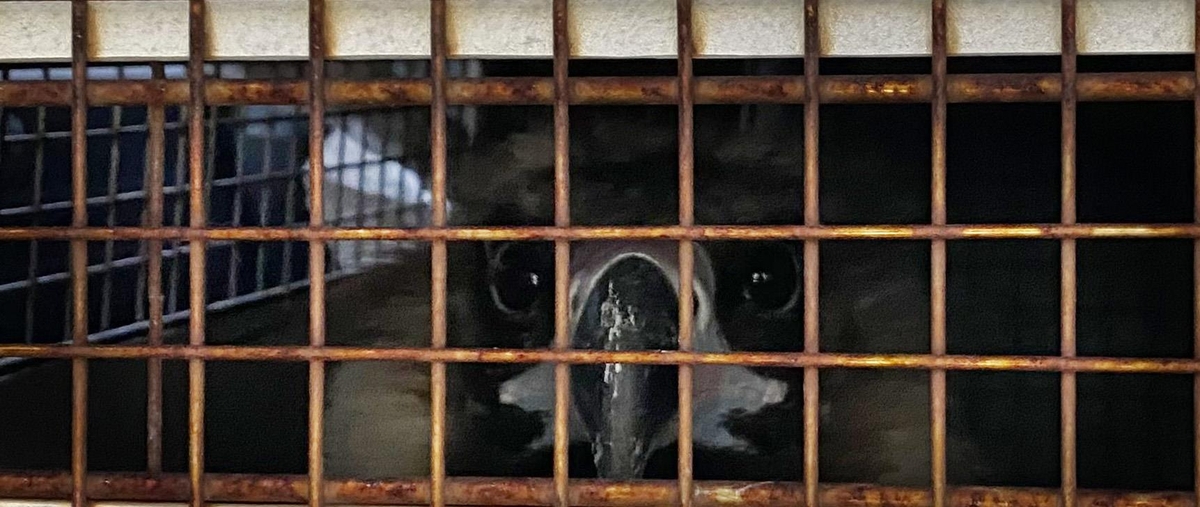 '갈비사자' 이어 김해 폐쇄 동물원 외로운 독수리 청주로 떠났다