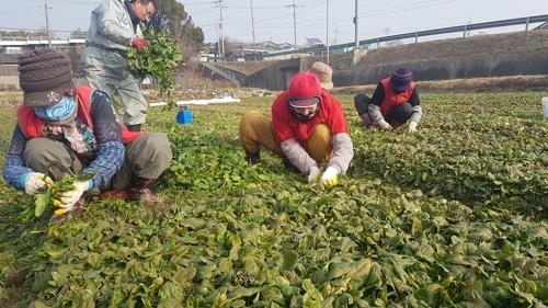 남해 시금치 '보물초' 전국 입맛 사로잡는다…특판행사 마련