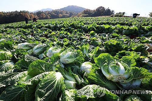 전북농협 10개 로컬푸드직매장서 김장재료 할인판매행사