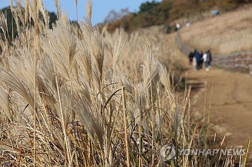 "늦가을 정취 즐기자" 추위에도 전국 유명산·관광지 북적