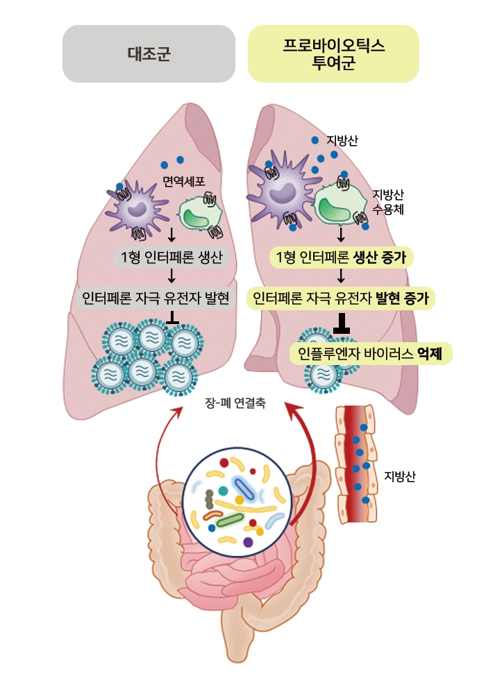 "프로바이오틱스, 면역 강화해 인플루엔자 감염 완화에 도움"