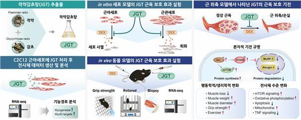 한의학연 "작약 감초탕 근감소증 개선 효능"