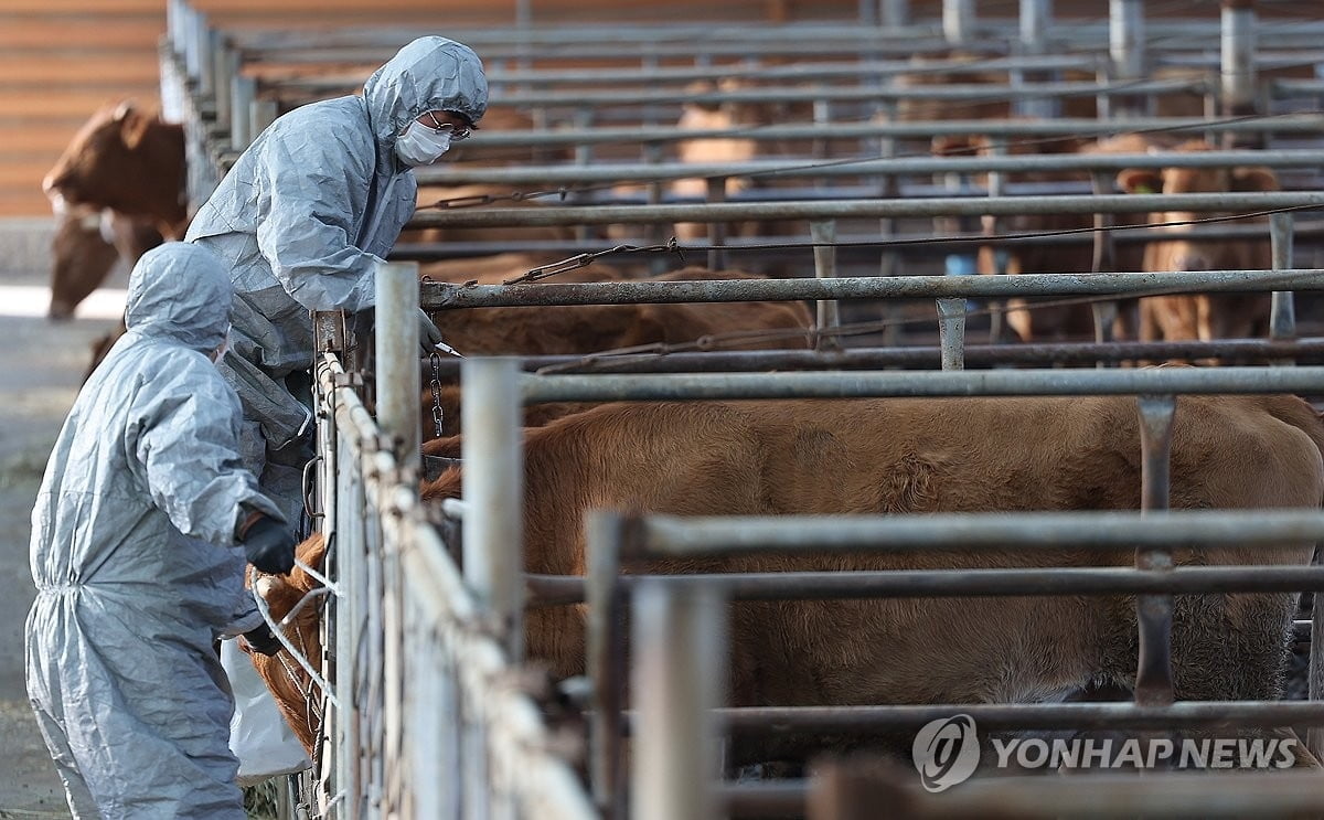 묶지도 않은 소 "접종해달라"...둔기 협박한 60대