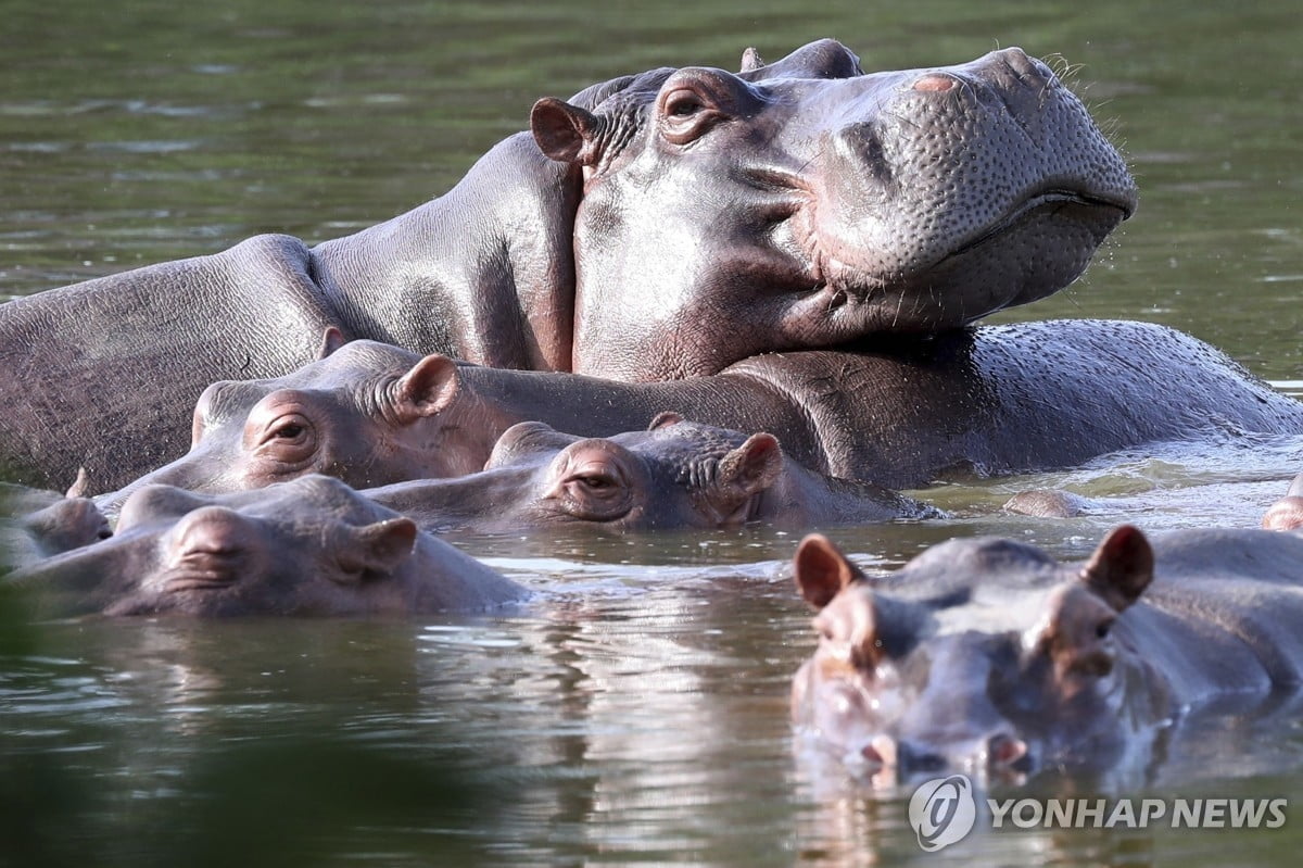 애완용이었는데…4→160마리 된 사연은