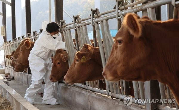 럼피스킨병 확진 77건…소 5,188마리 살처분