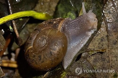 달팽이 구조 위해 지상 전철 중단시킨 프랑스